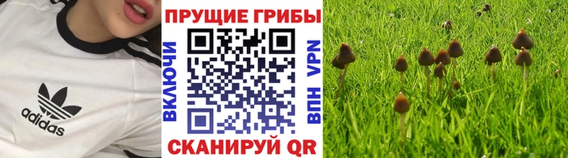 купить закладку Шатура omg ссылки Псилоцибиновые грибы мицелий