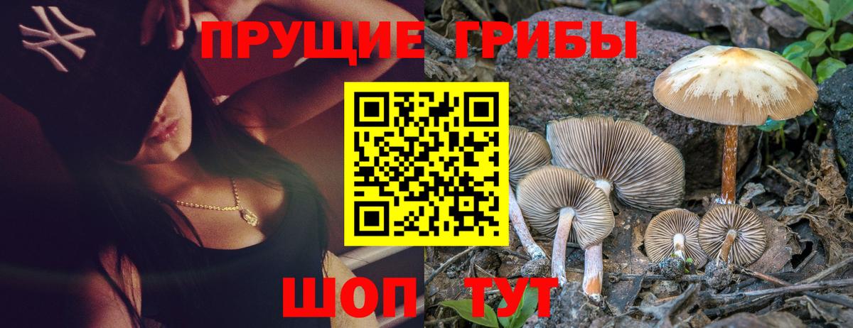 Галлюциногенные грибы Psilocybe Шатура
